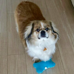 edgar the dog